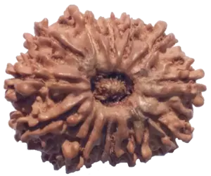 رودراکشا - Rudraksha